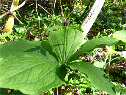 Flower stalk