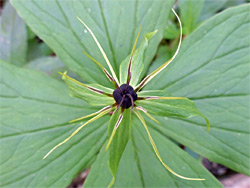 Dull green leaves