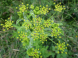 Developing yellow flowers