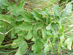 Toothed leaves