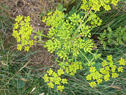 Flat-topped flower cluster