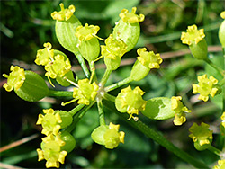 Greenish-yellow flowers