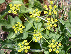 Compound umbel