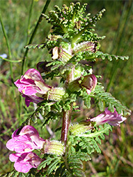 Bracts and flowers