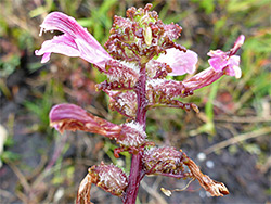 Partly withered flowers