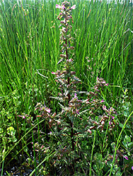 Branched stem