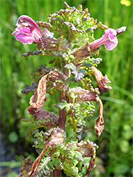 Withering flowers