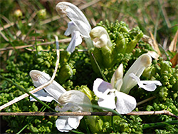 White flowers