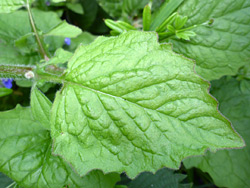 Strongly veined leaf