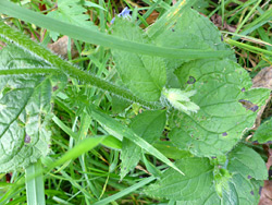 Hairy stem