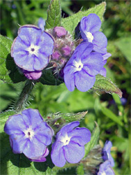 Flower clusters