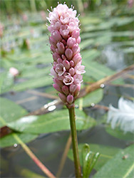 Persicaria amphibia