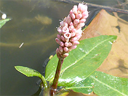 Pale pink flowers