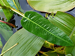 Long-stalked leaf