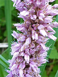 Pale pink flowers