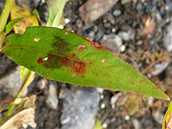 Lanceolate leaf
