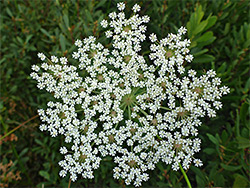 Milk parsley