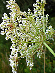 Bracts and bracteoles