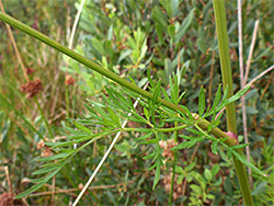 Upper stem leaf