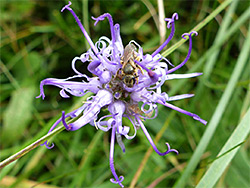 Round-headed rampion