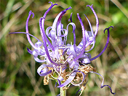 Upwards-pointing flowers