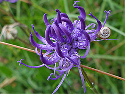 Snail on a flower