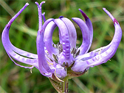 Curving purple flowers