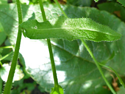 Stem and leaf