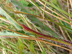 Bristly leaves