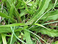 Basal leaves