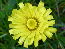 Yellow flowerhead