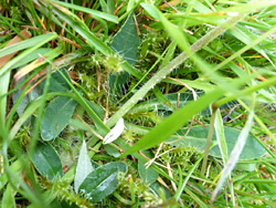 Leaf rosette