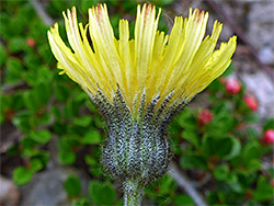 Mouse-ear hawkweed