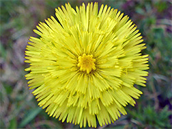 Lemon-yellow flowerhead