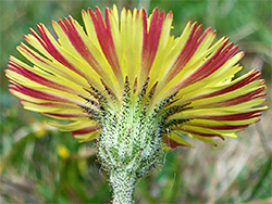 Neutral grassland wildflowers