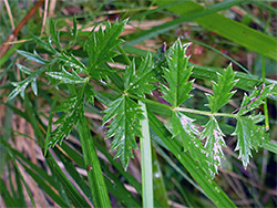 Toothed leaflets