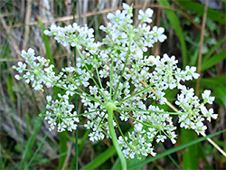 Bractless inflorescence