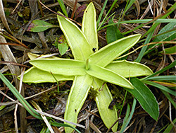 Butterwort