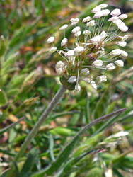 Flowerhead