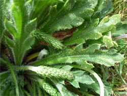 Lobed leaves