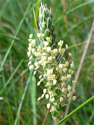 Plantago coronopus