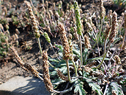 Buckshorn plantain