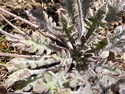 Hairy basal leaves