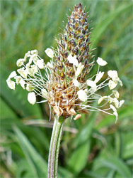 Plantago lanceolata