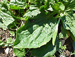 Broad leaves