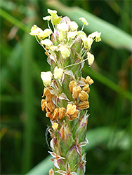 Yellow anthers