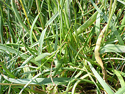 Grey-green leaves