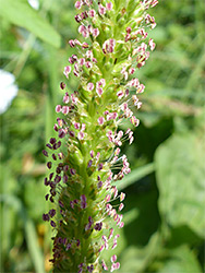 Purplish anthers