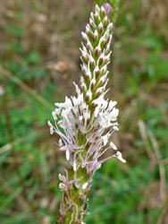 Inflorescence