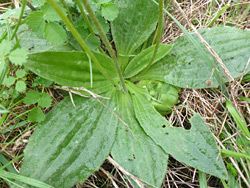 Basal leaf rosette
